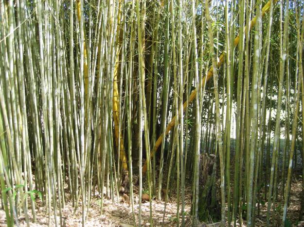 bamboo forest, bamboo maintenance