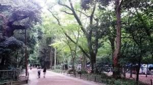 bamboo skirt path1