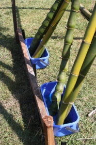transpiration method bamboo